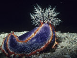 Sea Cucumber with Feeding Tentacles Extended  Pseudocolochirus  Australia