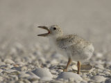 Black Skimmer  Rynchops Niger  Chick Calling on the Beach  Southern USA