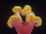 Stigma of a Begonia Flower