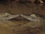 Two Baby Nile Crocodiles  Crocodylus Niloticus  East Africa