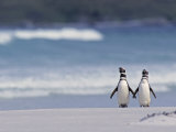 Magellanic Penguin Couple  Spheniscus Magellanicus  Falkland Islands