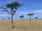 African Savanna Biome with Scattered Acacia Trees  Masai Mara Game Reserve  Kenya  Africa