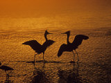 Reddish Egrets  Egretta Rufescens  Mating Dance Ding Darling  Florida