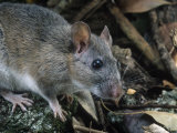 Key Largo Wood Rat or Packrat (Neotoma Floridana Smalli)  an Endangered Species  Florida  USA