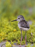 Young Black-Necked Stilt  Himantopus Mexicanus  California  USA