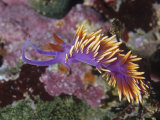 Spanish Shawl Nudibranch (Flabellina Iodinea)  Canada to Northern Mexico  Pacific Ocean