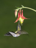 Female Ruby-Throated Hummingbird  Archilochus Colubris  Feeding at a Columbine Flower  Aquilegia