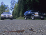 Rough-Skinned Newts Crossing a Highway    Taricha Granulosa  California  USA