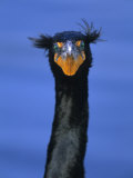 Double-Crested Cormorant  Florida Everglades National Park