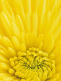 Close-Up of a Yellow Chrysanthemum Flower