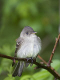 Eastern Wood-Peewee  Contopus Virens  Eastern North America