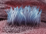 Cilia in the Lung Bronchiole - Sem