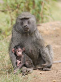 Olive Baboon with Baby