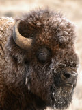 Bull American Bison (Bison Bison) in Winter