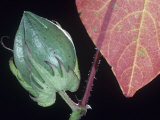 Cotton Boll Unopened