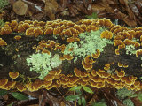 Lichens and Bracket Fungi on a Decaying Log on the Forest Floor  Eastern USA
