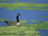 Canada Goose in a Eutrophic Pond  Branta Canadensis  North America