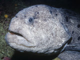 Wolf-Eel Head (Acarrhicthys Ocellatus) Alaska to Southern California  USA