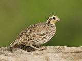 Northern Bobwhite  Colinus Virginianus  Female  Eastern USA