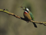 White-Fronted Bee-Eater  Merops Bullockoides  Capturing a Flying Dragonfly  Kenya