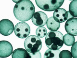 Volvox Green Algae Colonies