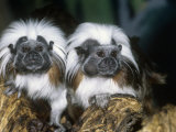 Cotton-Top Tamarins (Saguinus Oedipus)  a New World Rainforest Primate  Columbia  South America