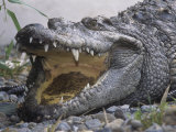 Siamese Crocodile  Crocodylus Siamensis  Jaws Gaped Open Extinct in the Wild  Java