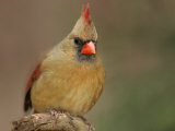 Northern Cardinal (Cardinalis Cardinalis)  Female