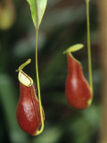 A Pitcher Plant  Nepenthes Coccinea
