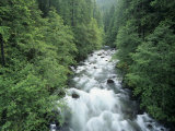 Ohanapecosh River  Mt Rainier National Park  Washington  USA