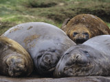 Southern Elephant Seal  Mirounga Leionina  South Georgia Islands