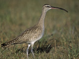 Whimbrel  Numenius Phaeopus  Florida  USA