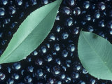 Black Cherry Harvest (Prunus Serotina)  North America