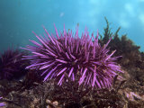 Purple Sea Urchin  Strongylocentrotus Purpuratus  Pacific Coast of North America