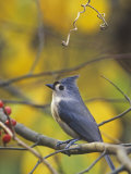 Tufted Titmouse (Baeolophus Bicolor)  Eastern North America