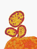 Measles Virus Replication