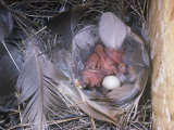 Tree Swallow Nest with Hatchlings and an Unhatched Egg  Tachycineta Bicolor  North America
