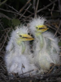 Great Egret Chicks in the Nest  Ardea Alba   Southeastern USA
