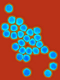 Adenovirus  a Cause of the Common Cold