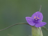 Prairie Spiderwort Flower (Tradescantia Occidentalis)  Central USA
