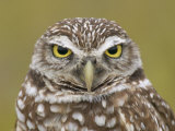 Burrowing Owl Head  Athene Cunicularia  Florida  USA