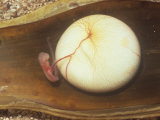 Swell Shark Embryo  One Month Old  in an Opened Egg Case  Cephaloscyllium Ventriosum