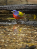 Painted Bunting  Passerina Ciris  Male