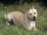 American Staffordshire Terrier Breed of Domestic Dog