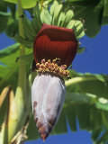 Banana Tree Flowering with a Small Group of Developing Fruits (Musa)  Florida  USA
