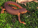 California Newt (Taricha Torosa) California  USA