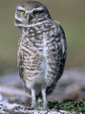 Burrowing Owl  Athene Cunicularia  Bobbing its Head for Better Binocular Vision  North America