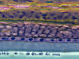 Cross-Section of the Anterior Human Eye Lens Phase Contrast