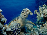 Hawksbill Sea Turtle (Eretmochelys Imbricata) Eating Soft Corals