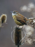 Carolina Wren (Thryothorus Ludovicianus) on Teasel  South Carolina State Bird USA